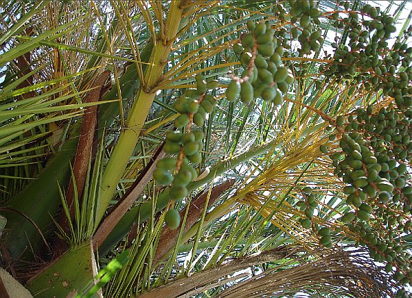 Финиковая пальма с еще зелеными финиками
