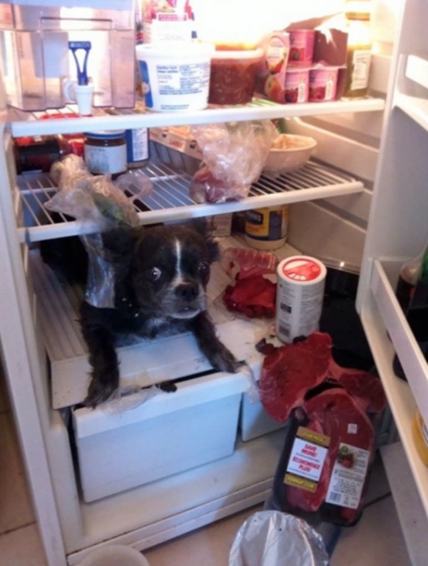 собака в холодильнике